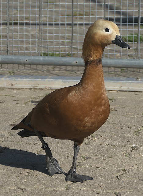 在即将到来